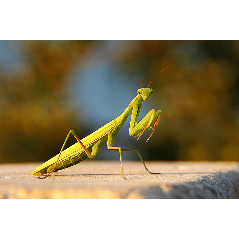 Green Praying Mantis - Wrapped Canvas Print, 30cm H x 46cm W x 3.8cm D