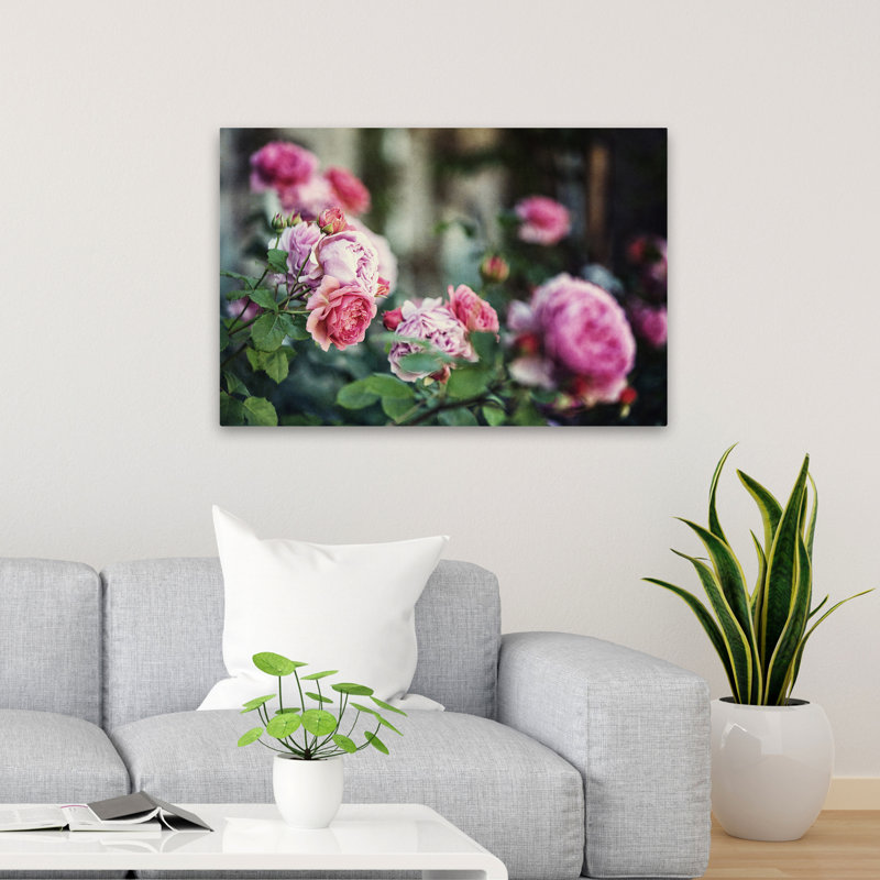 Plants, Flowers, Scotland Roses II Wall Art, 24" H x 36" W