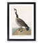 Hutchins Barnacle Goose by John Audubon - Framed Print-55578929-55578930