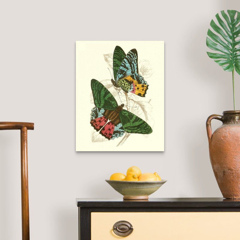 «Jardine Butterflies III» par Jardine William, reproduction d'art sur toile, H 20 po x l 16 po x P 1 po, Toile tendue