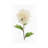 White Blossom IV by Stellar Design Studio - Gallery-Wrapped Canvas Giclée on Canvas-218788701-218788679