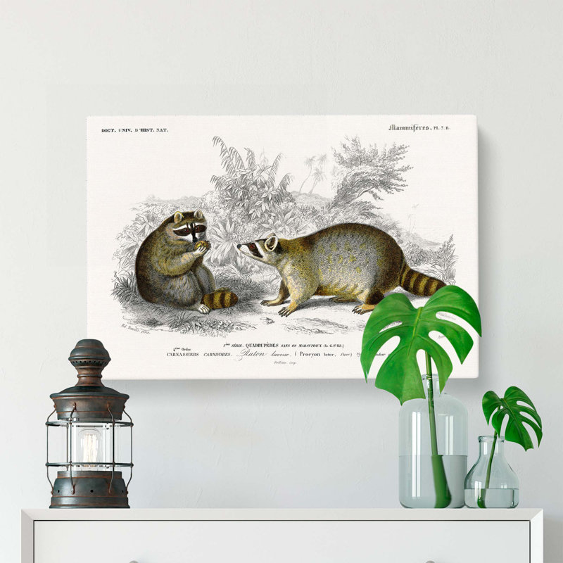 Raccoon Illustration by Charles DOrbigny - Wrapped Canvas, 40cm H x 60cm W x 3cm D