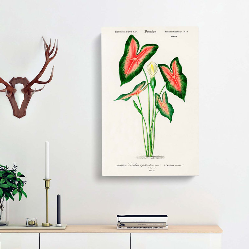 Elephant Ear Lily Flower by Charles d' Orbigny - Wrapped Canvas, 60cm H x 40cm W x 3cm D