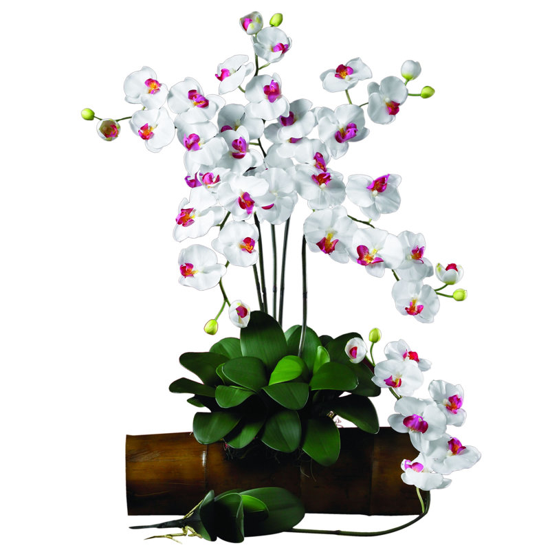 Tiges d'orchidées phalaenopsis, Blanc