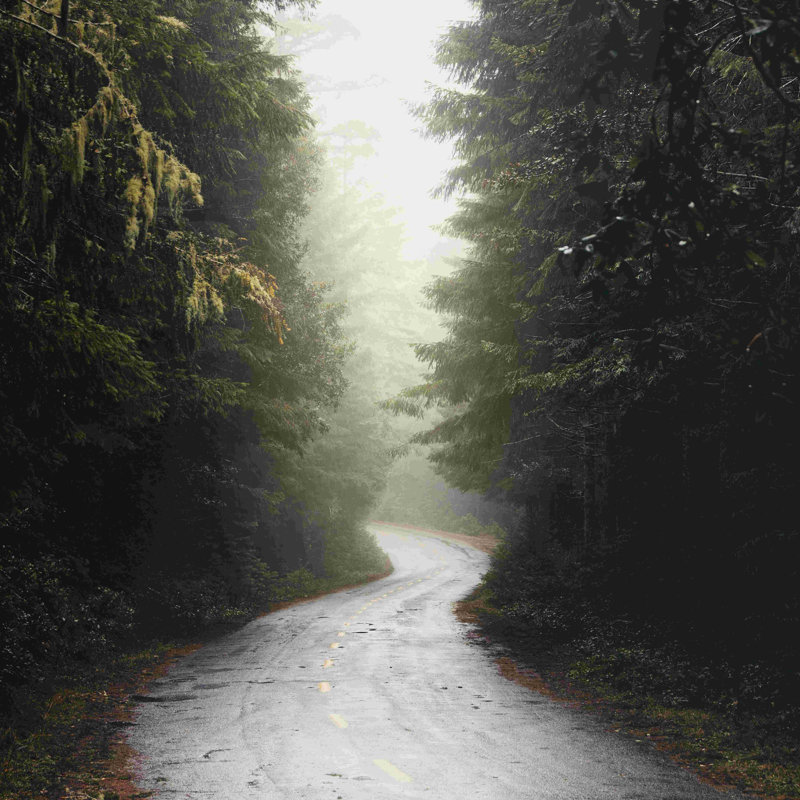 «Redwood Road Forest Fog», impression sur toile tendue, L 12 po x H 12 po