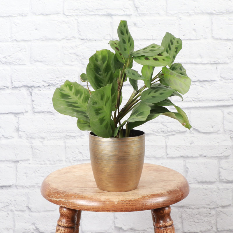 Live Green Prayer Plant in Classic Pot