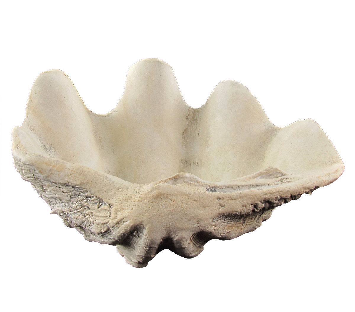 Cast Hippopus Clamshell Home Decor Cast Hippopus Clamshell Home Decor