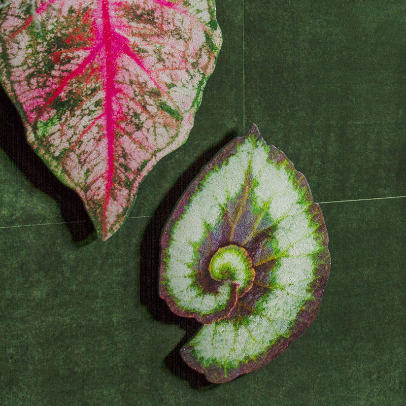 Décoration murale caladium