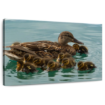 Famille de canards Brampt