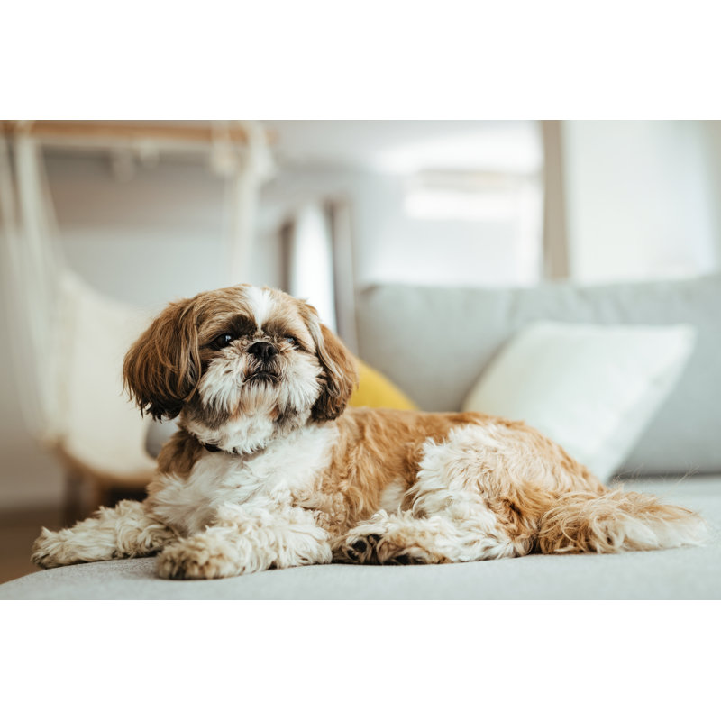 Shih Tzu Dog Relaxing by Drazen Zigic - Wrapped Canvas Print, 61cm H x 91cm W x 3.8cm D