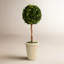 Preserved Greens 23.25" Single Ball Topiary-846903779