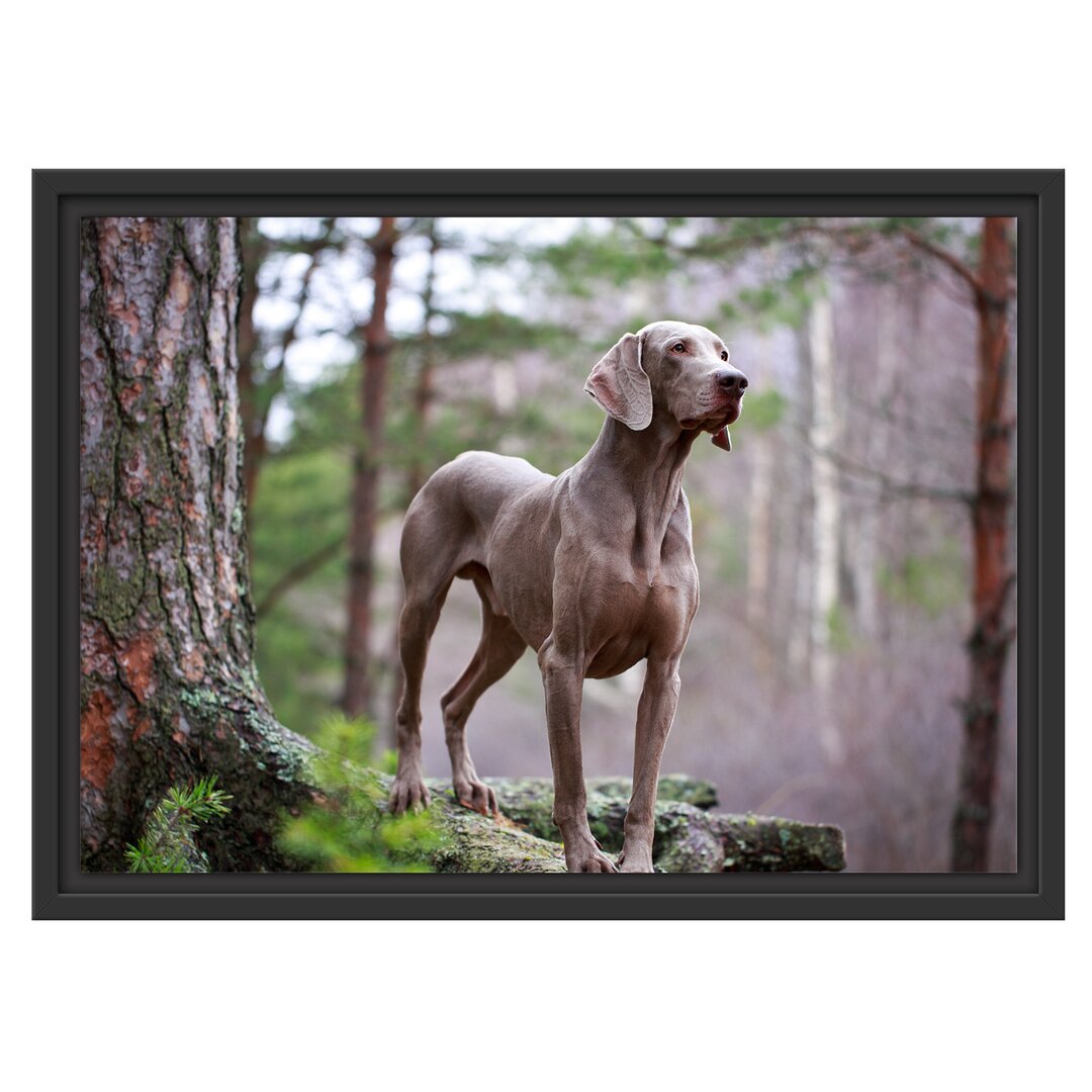 Gerahmtes Wandbild Edler WeimaranerWald