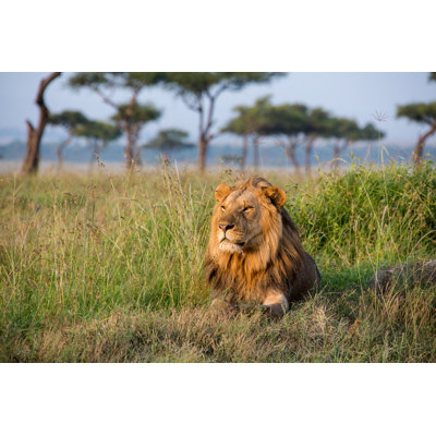 Male Lion by Seppfriedhuber