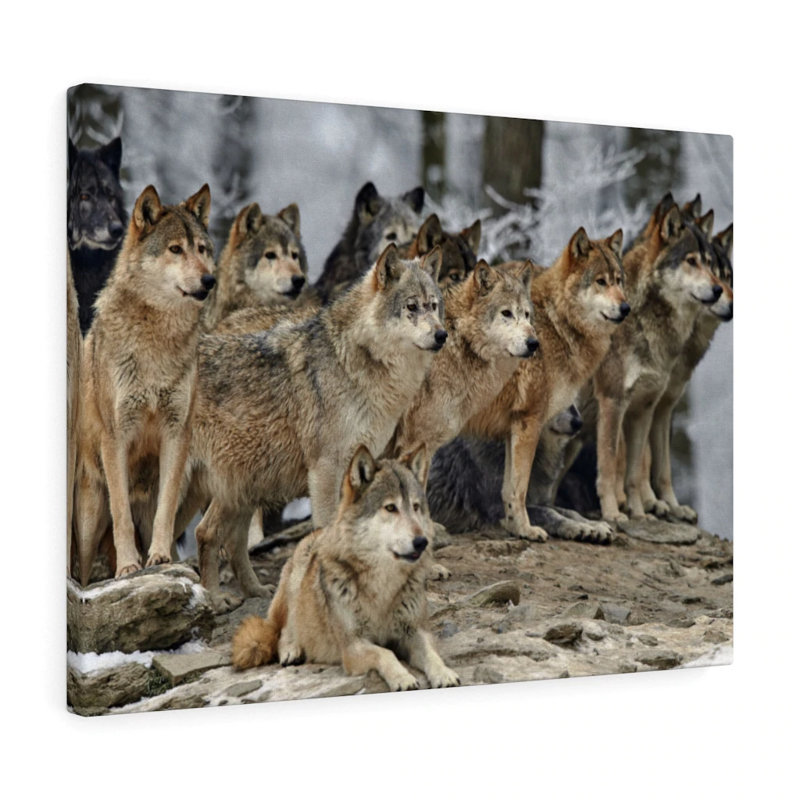 Wolf - Wrapped Canvas Print, 30cm H x 41cm W