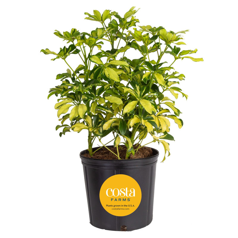 Schefflera Capella in Nursery Pot