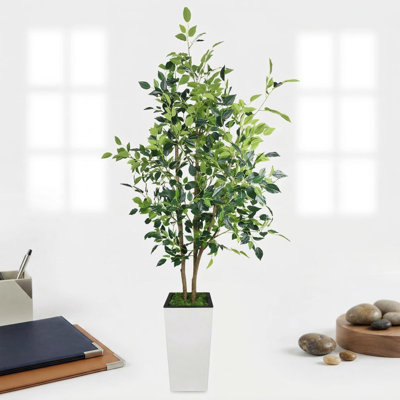 Plant