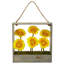 Marguerite dans un panier Gerber August Grove®-24745615