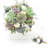 Primrue Live Flowering Plant in Plastic Planter