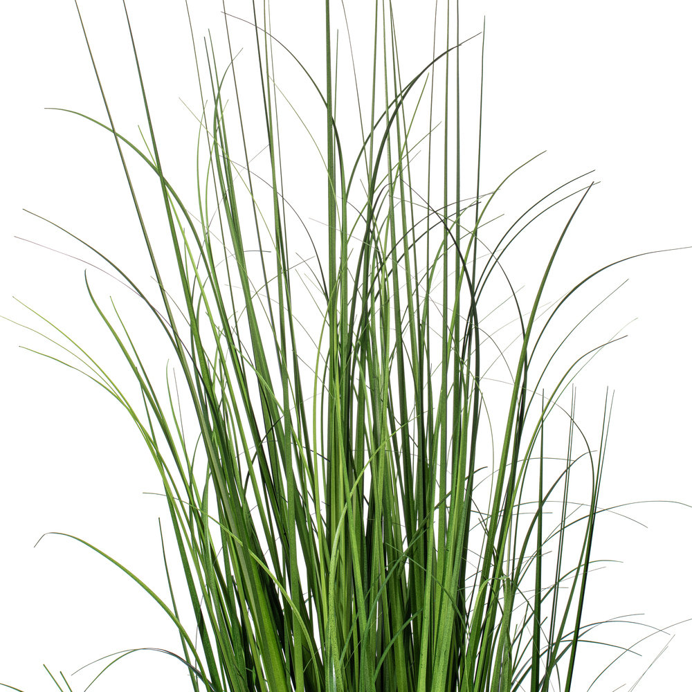 Lemongrass Plant in Pot, 48" H x 9" W x 9" D