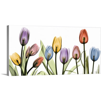 " Tulip "