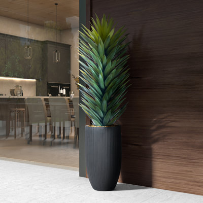 Sisalana Agave