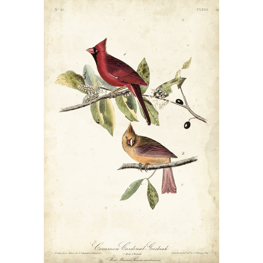 Common Cardinal Grosbeak by John Audubon - Painting