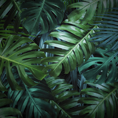 Tropical Leaves Background by FeelPic - Wrapped Canvas Print