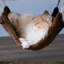 Arbre à chat 63 "Daejah-50891083
