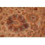 Tapis unique brun / beige 6 pi x 8 pi 7 po Padillo