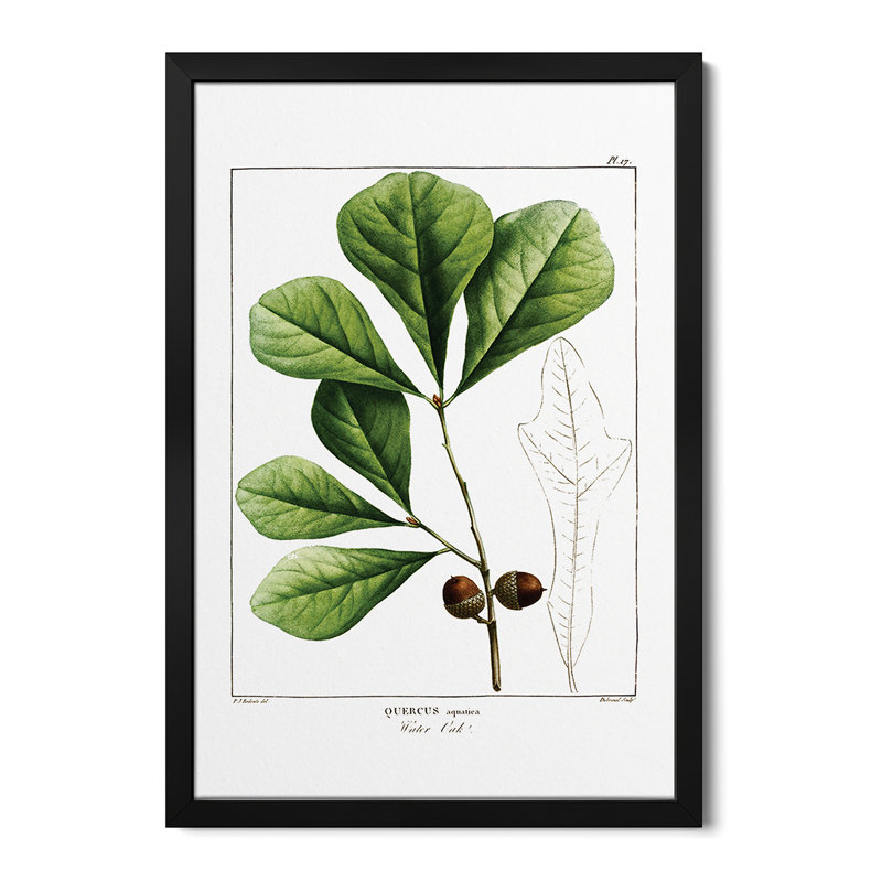 White Oak - Wall Art Print - Gallery Poster, 24" H x 16" W