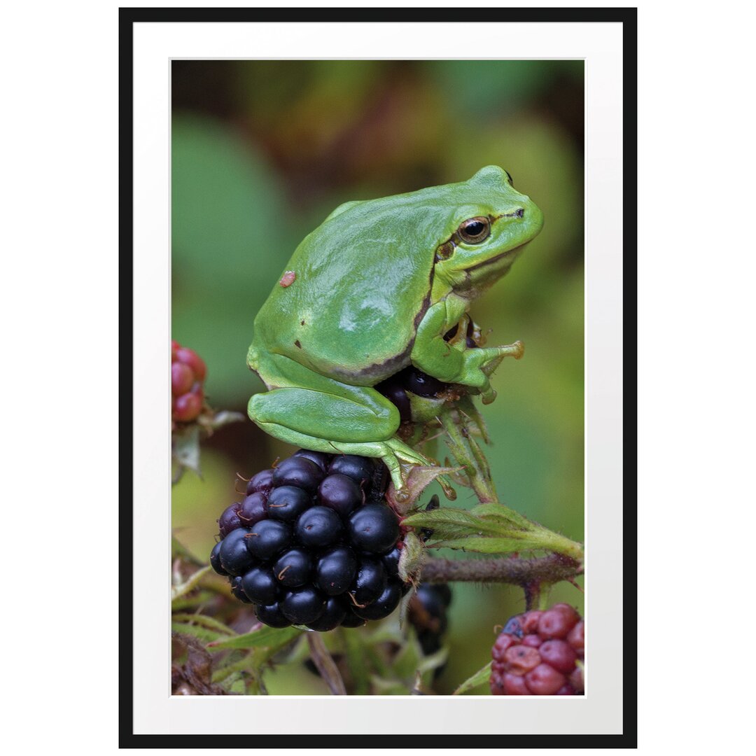 Gerahmtes Poster Kleiner Frosch auf Brombeerstrauch