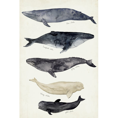 Carte des baleines II