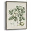 Buchoz Tropicals I Framed Print - Solid Wood-1136376038