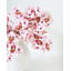 Phalaenopsis Orchidée Blanche 23 po-1877715662-1877715663