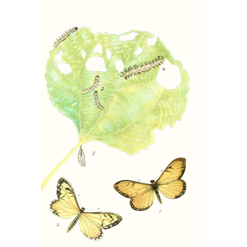 Antique Butterflies And Leaves II by Vision Studio - Wrapped Canvas Print, 30cm H x 20cm W x 3.8cm D