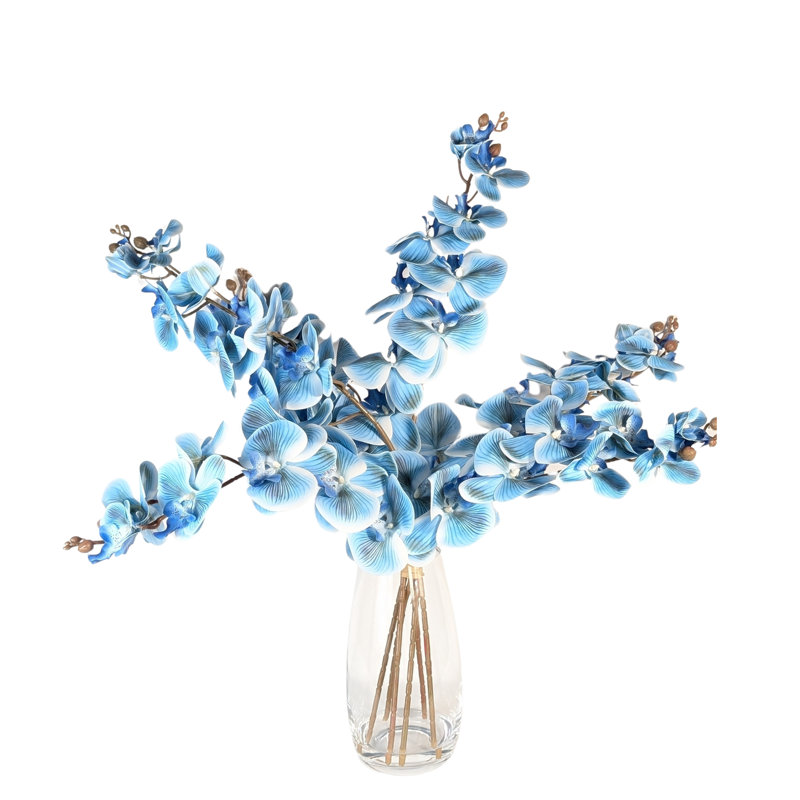 Orchidée phalaenopsis, Bleu ciel