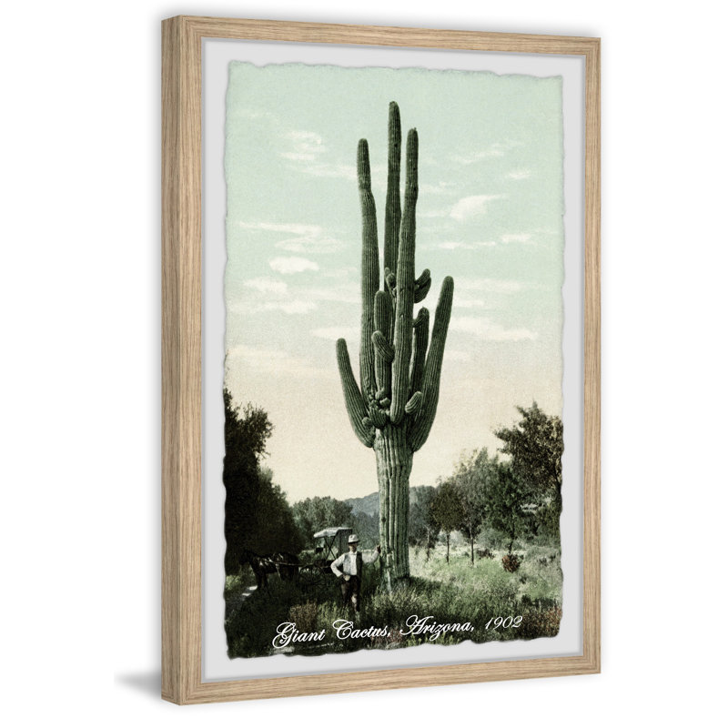 Cactus géant, Arizona, 1902 - Cadre photo, reproduction d'art sur papier, H 18 po x l 12 po x 1,5 po
