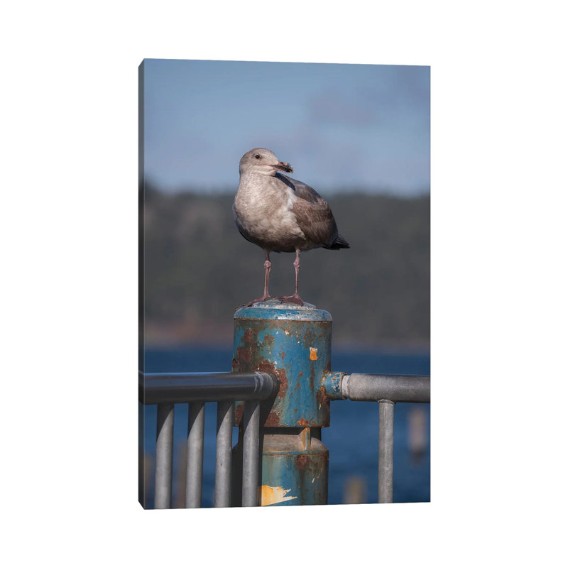 Seagull Portrait 1 Piece Wrapped Canvas Wall Art, 30.48 cm H x 45.72 cm W