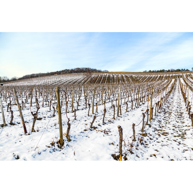 Vineyard In Winter by Meinzahn - Wrapped Canvas Print, 51cm H x 76cm W