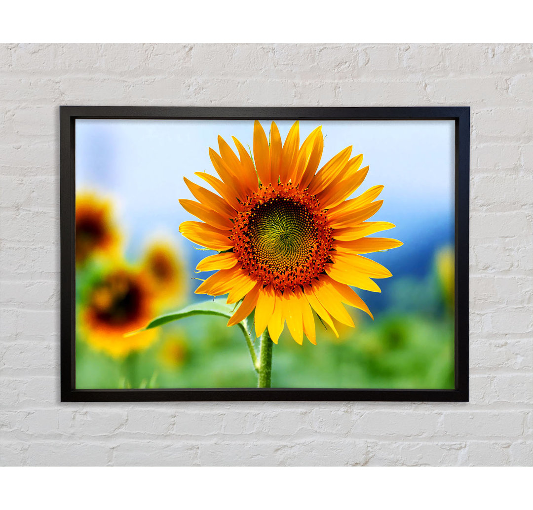 Morning Sunflower - Einzelner Bilderrahmen Kunstdrucke auf Leinwand