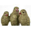 Laputz Animals Decorative Object