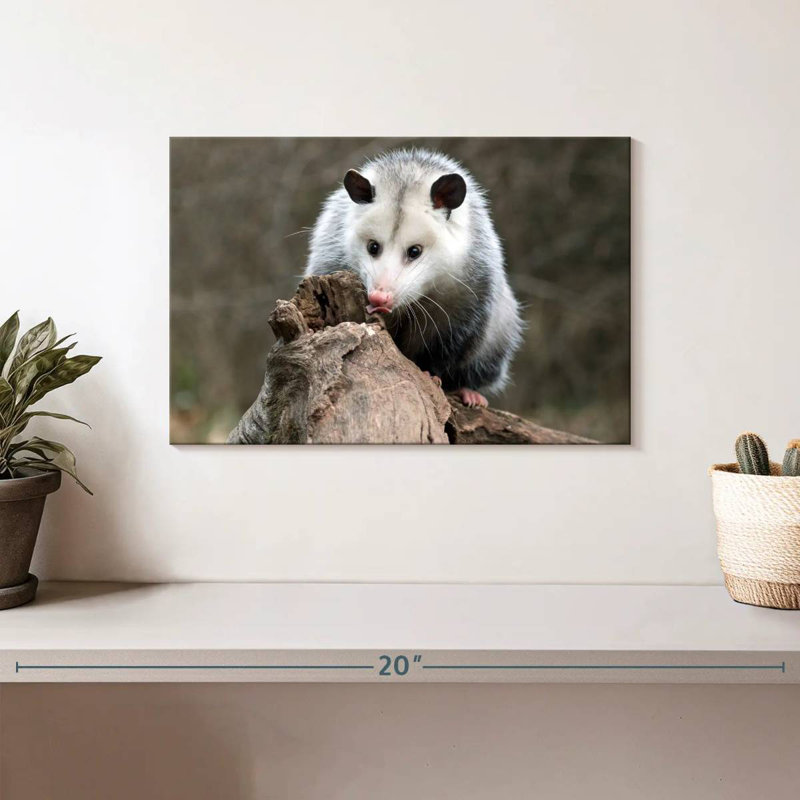 Bramble opossum, H 8 po x l 12 po