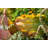 11.8'' Faux Succulent Plant in Wood Planter