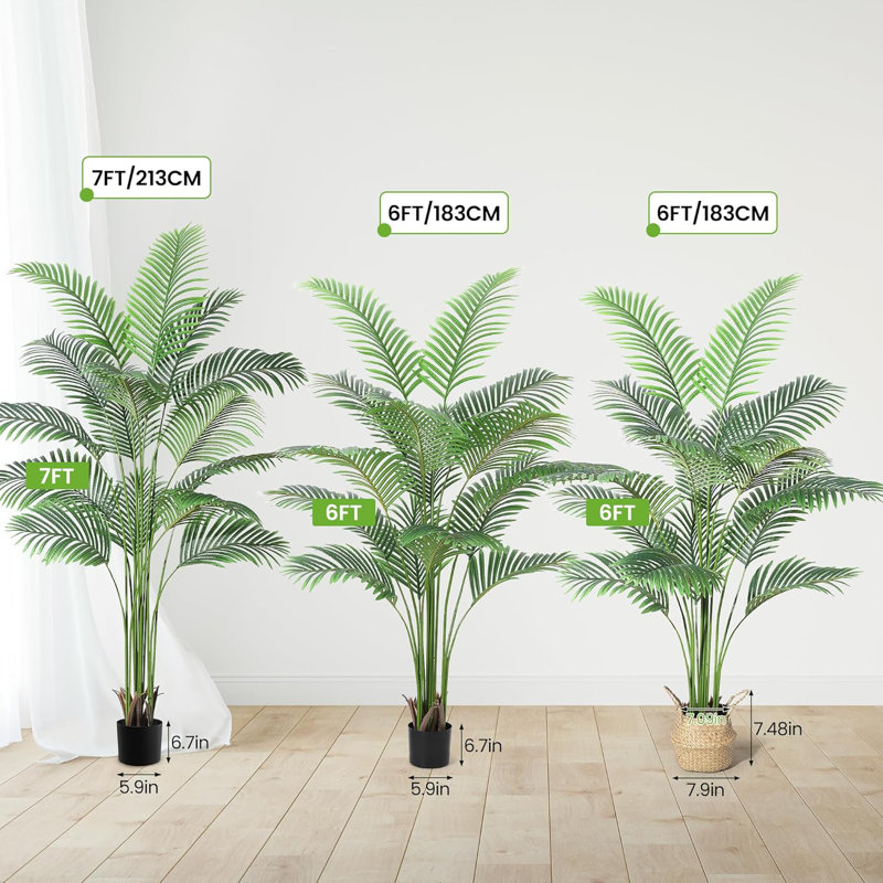183cm Plant