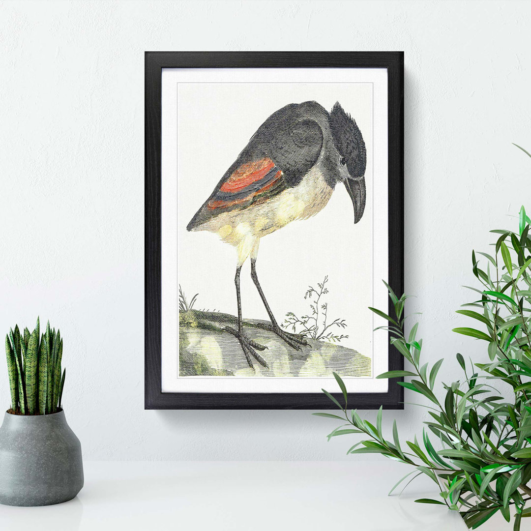 Boat Billed Heron by Johan Teyler - Picture Frame Painting Print