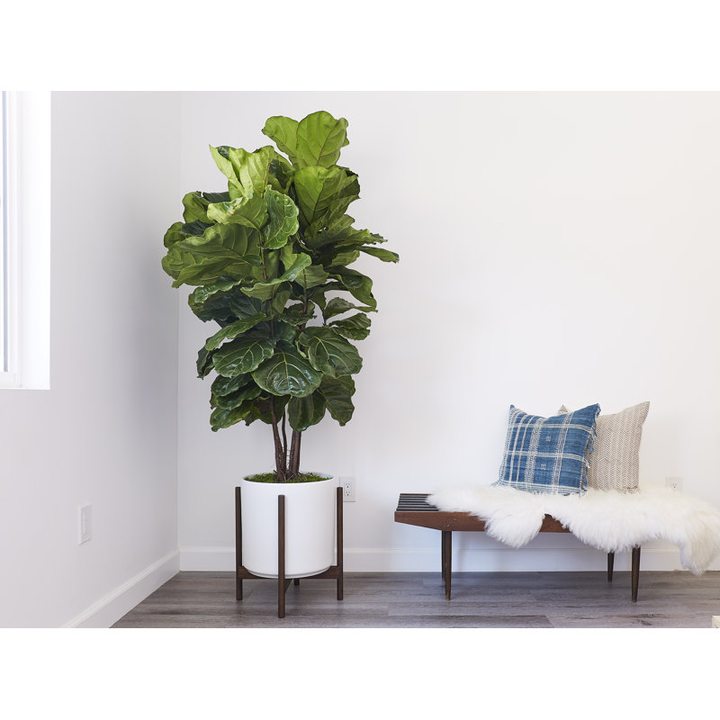 Riverside Handmade Ceramic Pot Planter, White/Darkened Teak, 20.25" H x 17.5" W x 17.5" D