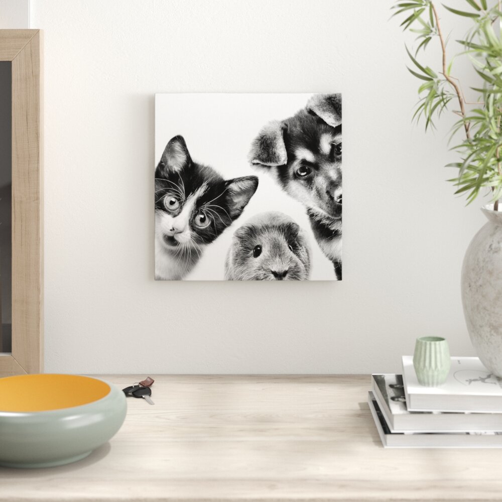 Leinwandbild Lustiges Trio Hund Katze Meerschwein