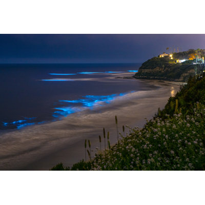 Bioluminescence Coastline - Wrapped Canvas Print