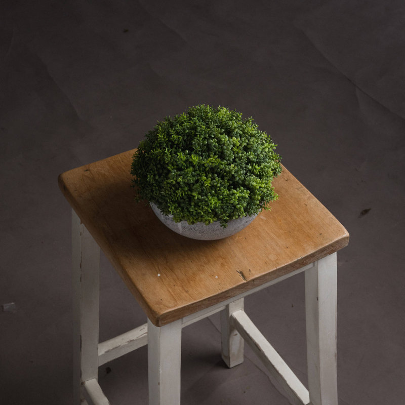 Andaiye 15cm Plant in Pot