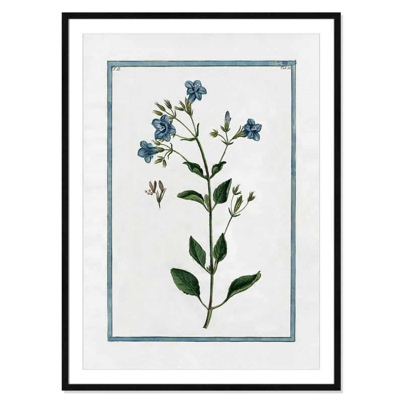 Colombe Shabby Elegance Botanical II - Framed Art, Black Framed, 29.5" W x 41.5" H